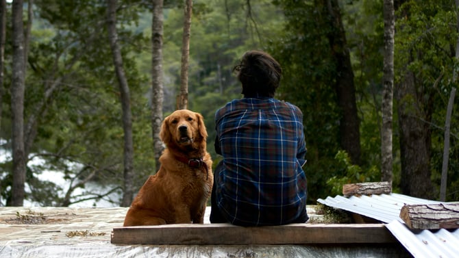 Pet-Friendly Cabin Rental Pricing in Broken Bow OK: Fees & What to Expect
